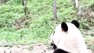 Cute pet