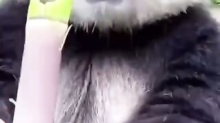 Cute pet