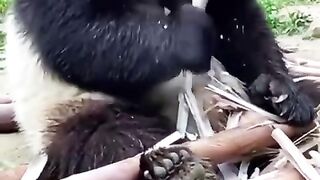 Cute pet