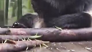 Cute pet