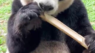Cute pet