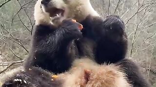 Cute pet
