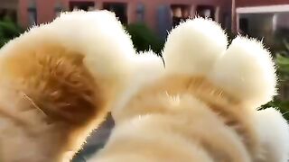 Cute pet