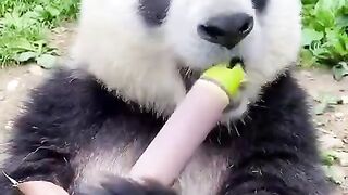 Cute pet