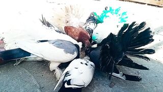 Most Expensive Pigeons in the World ???? Fancy Pigeons | Fantail Pigeons | Sardar Mini Zoo Vlogs