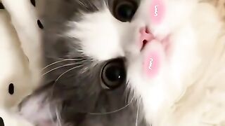 Cute pet