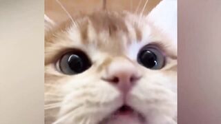 Animals part 2