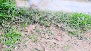 Dog vido nis