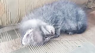 Small cute kitty❤️