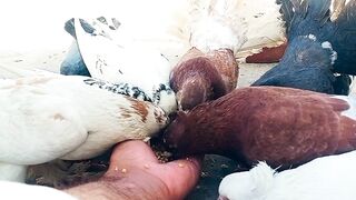 Most Expensive Pigeons in the World ???? Fancy Pigeons | Fantail Pigeons | Sardar Mini Zoo Vlogs