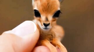 small animals of wold