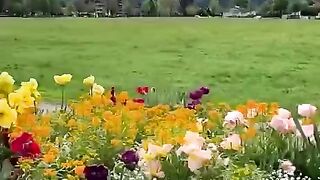 status,status video,status song,status whatsap,beast song,good song,video,natural