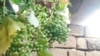 Grapes Garden Beautiful Look