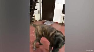 The funniest cats and dogs 2