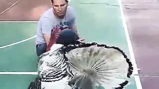 عناق الديك التركي لصاحبه