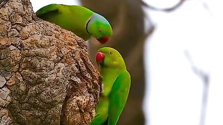 Amazing parrot...