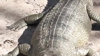 Funny videos