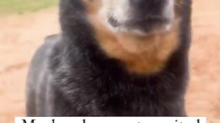 Watching This Dog Dig An Irrigation Trench