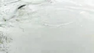 Snake in pool