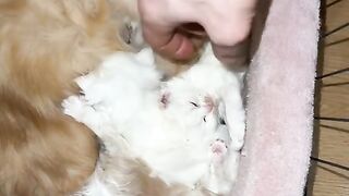 My Mewos ????????