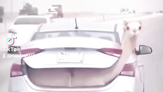 #fanee#video ????????????????????????
