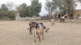 Cow Ko Khait main ghaas khata hoa dakhain with interview cow owner