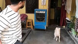 TRYING TO BURST THIS JUMPING JHAPAK BALL