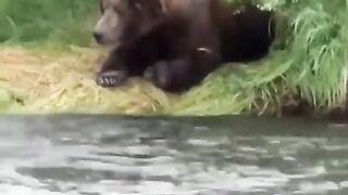 Grizzly bear catching fish with little effort
