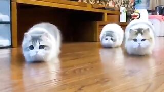 cat approaching quietly