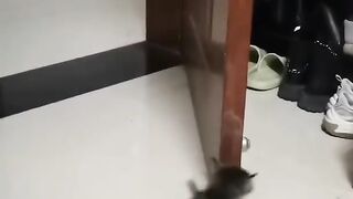 The cuteness of kittens