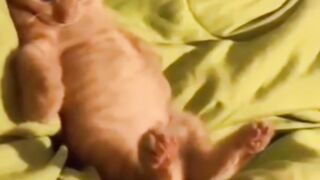 Cute kitten