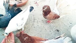 New video febspot