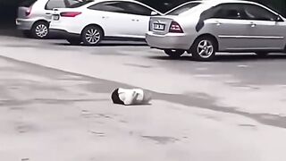 Funniest video
