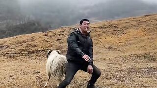 Playing with sheep
