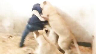 The lion attacks the person
