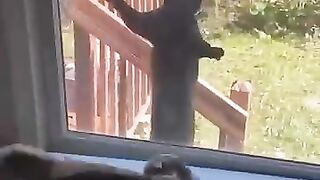 FUNNY CATS