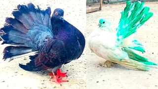 Fancy Pigeons on Febspot