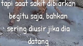cat lover
