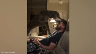 Funny dog ????