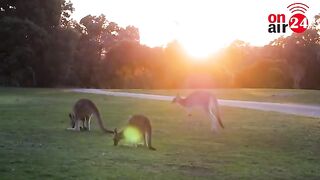 Top 10 Most Popular Australian Dishes  Australian Best Street Foods  OnAir24