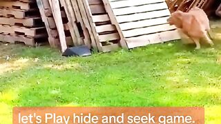 Funny video