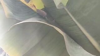 ماشاءاللہ کتنے خوبصورت کے لے کے پودے ہیں