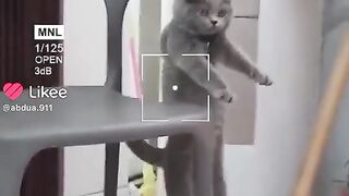 Fuuny cat