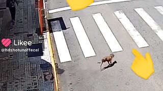 Stop car and run dog