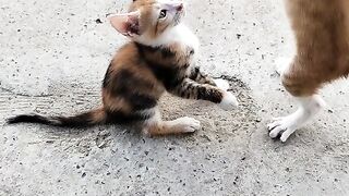 Funny cat