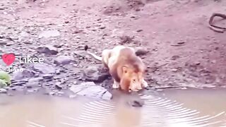 Funny lion with water