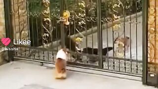 Funny cat very funny