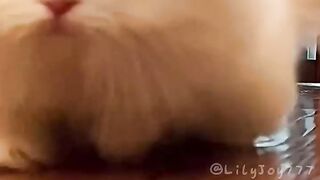 Cats kittens funny daily