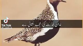 Amazing bird