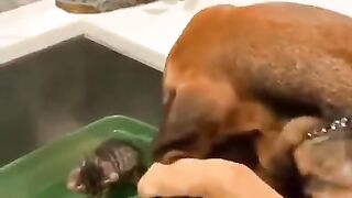 Caring Dog